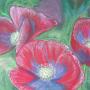 Poppies <br />      2009 - Pastel  70x 50 cm 